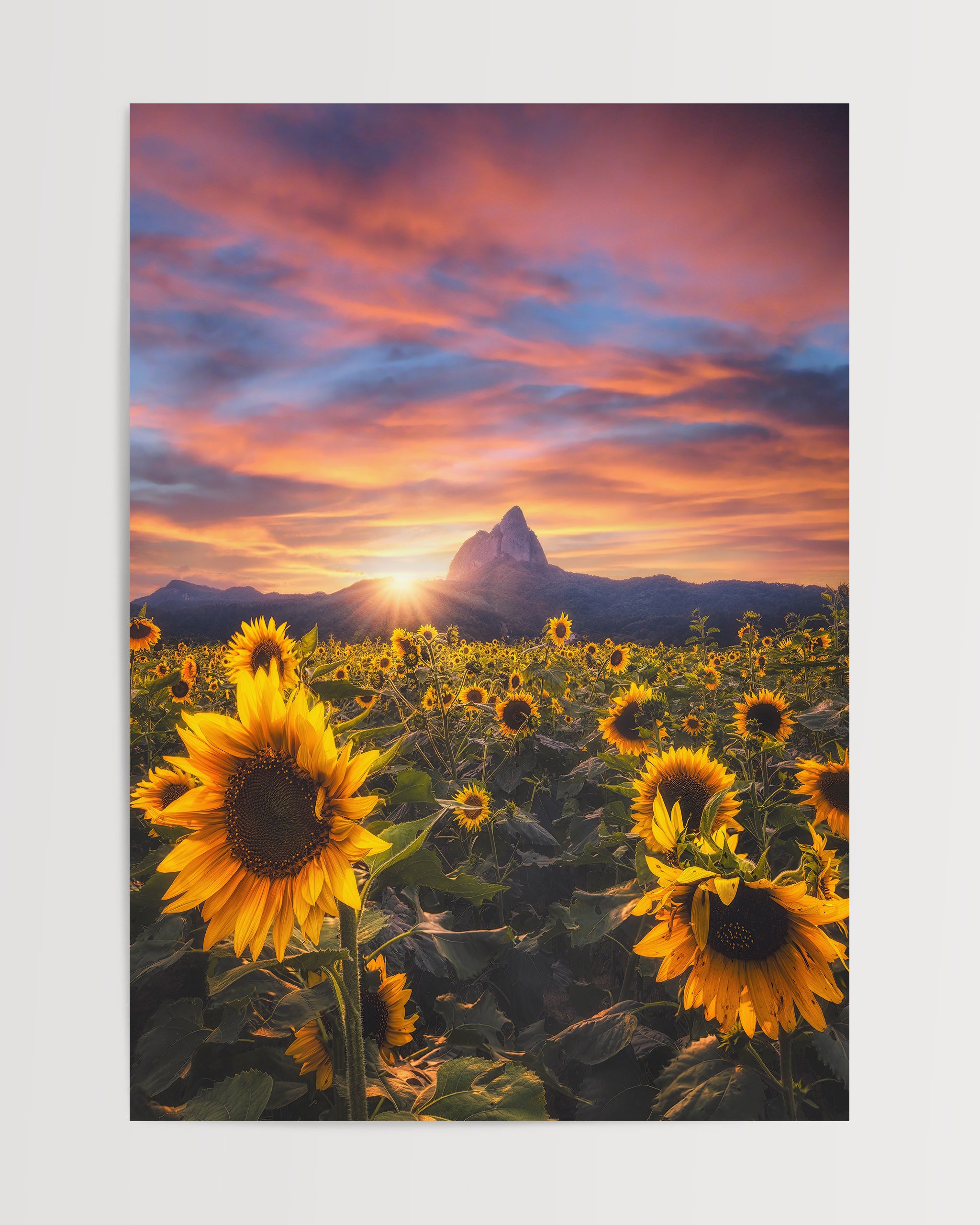 Sunflower Glow-psoter-wall_art-decor-The Poster Square